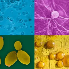 Quatre vues microscopiques de levure sauvage : cellules bleues, filaments violets, levures jaunes et bulles dorées.
