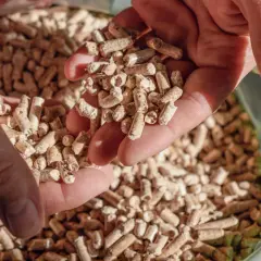 Mains tenant des granulés de bois, une solution de conservation écologique.