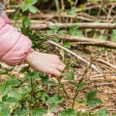 Main d'enfant cueillant une pousse de houblon dans la nature.