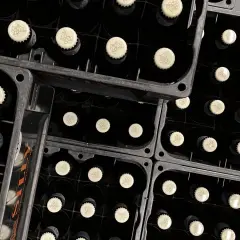 Bouteilles noires empilées dans des casiers, prêtes pour la fermentation haute. Les capsules crème arborent un motif discret.