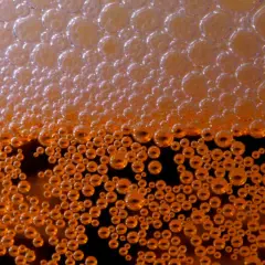 Bulles d'ibu beer, d'un orange doré, formant une mousse dense et pétillante.