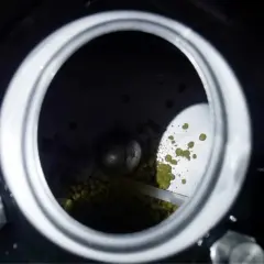 Vue de dessus d'un récipient rempli de houblon. Des granulés verts, le houblon, sont visibles, certains tombant comme un "hop creep" dans le fond sombre.