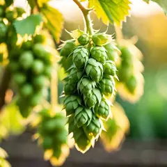 Grappes de houblon mur, baignant dans la lumière dorée du soleil couchant. Les cônes verts sont prêts pour la récolte.