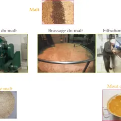 Le malt frais est concassé, brassé, puis filtré pour obtenir le moût de brasserie.