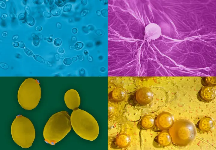 Quatre vues microscopiques de levure sauvage : cellules bleues, filaments violets, levures jaunes et bulles dorées.