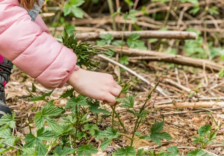 Main d'enfant cueillant une pousse de houblon dans la nature.