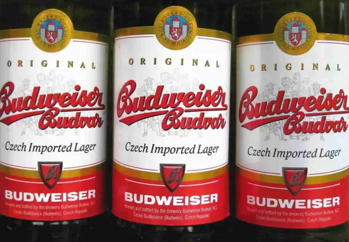 Trois bouteilles de bière Budweiser Budvar, bière tchèque importée, avec leur étiquette rouge et blanche originale.