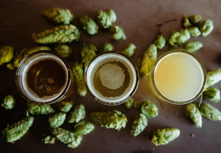 Trois verres de bière, entourés de houblon frais, prêts pour une fete de la biere.