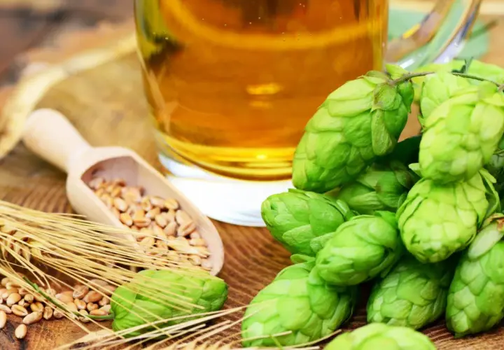 Verre de bière dorée près de cônes de houblon frais, de blé et d'une cuillère en bois remplie de grains. La plante de houblon est essentielle à la bière.