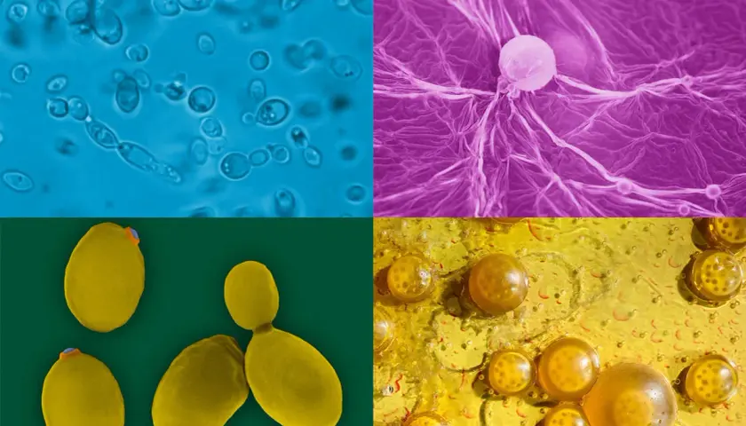 Quatre vues microscopiques de levure sauvage : cellules bleues, filaments violets, levures jaunes et bulles dorées.