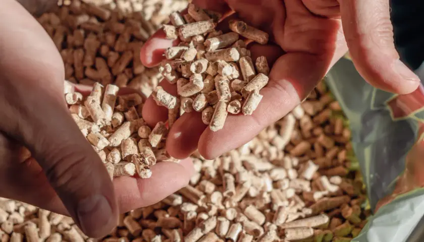 Mains tenant des granulés de bois, une solution de conservation écologique.