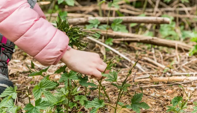 Main d'enfant cueillant une pousse de houblon dans la nature.