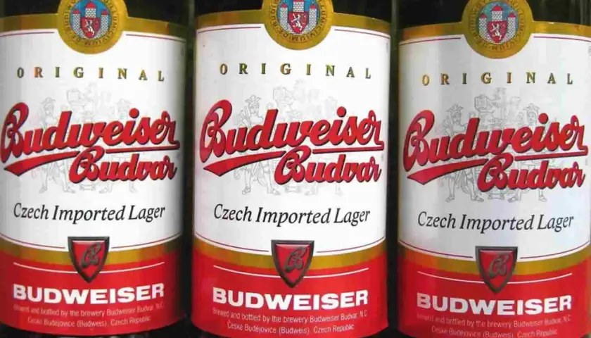 Trois bouteilles de bière Budweiser Budvar, bière tchèque importée, avec leur étiquette rouge et blanche originale.