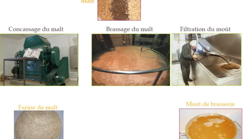 Le malt frais est concassé, brassé, puis filtré pour obtenir le moût de brasserie.