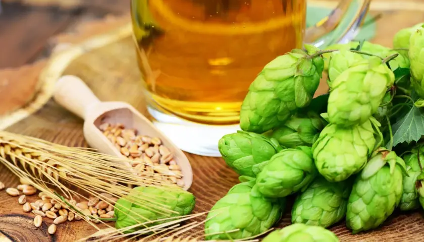 Verre de bière dorée près de cônes de houblon frais, de blé et d'une cuillère en bois remplie de grains. La plante de houblon est essentielle à la bière.