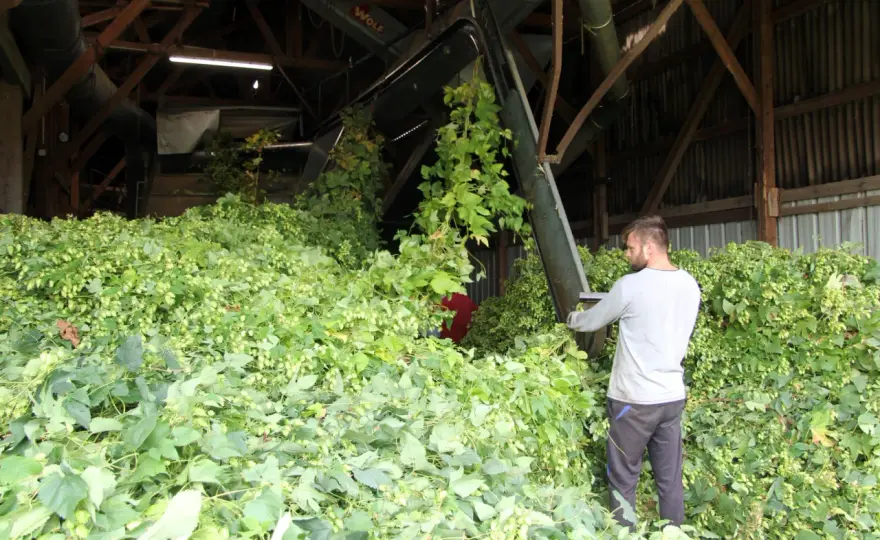 Planter le houblon - Le guide complet pour une récolte réussie