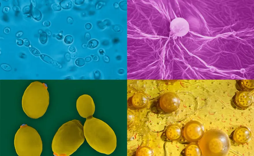 Levure sauvage en brassage - Maîtrisez la complexité des saveurs