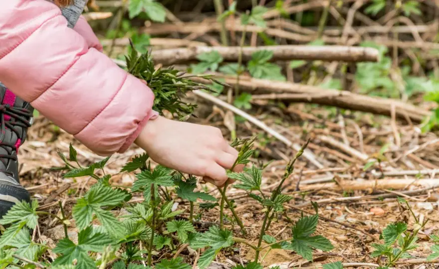 Jeunes pousses de houblon - Récolte, cuisine et brassage