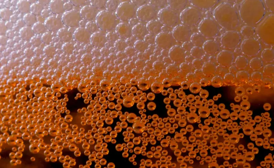 IBU Bière - Comprendre l'amertume pour mieux choisir