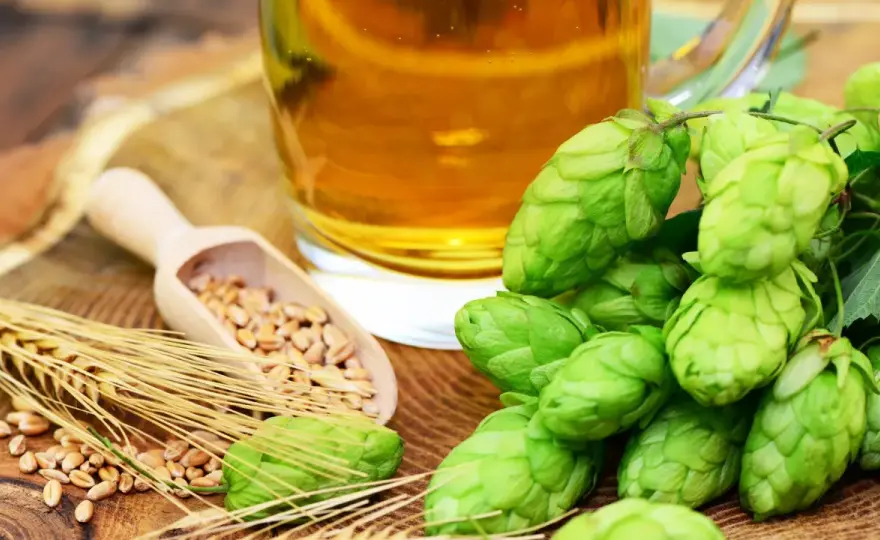 Houblon et bière: L'essentiel pour brasser mieux