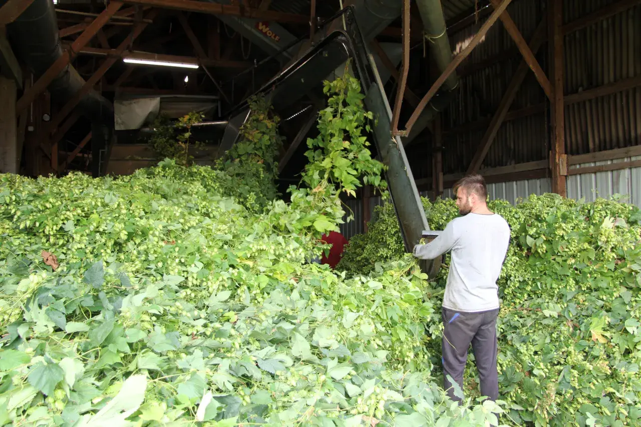 Un homme travaille dans une grange remplie de houblon fraîchement récolté. La scène évoque la saison idéale pour savoir quand planter le houblon.