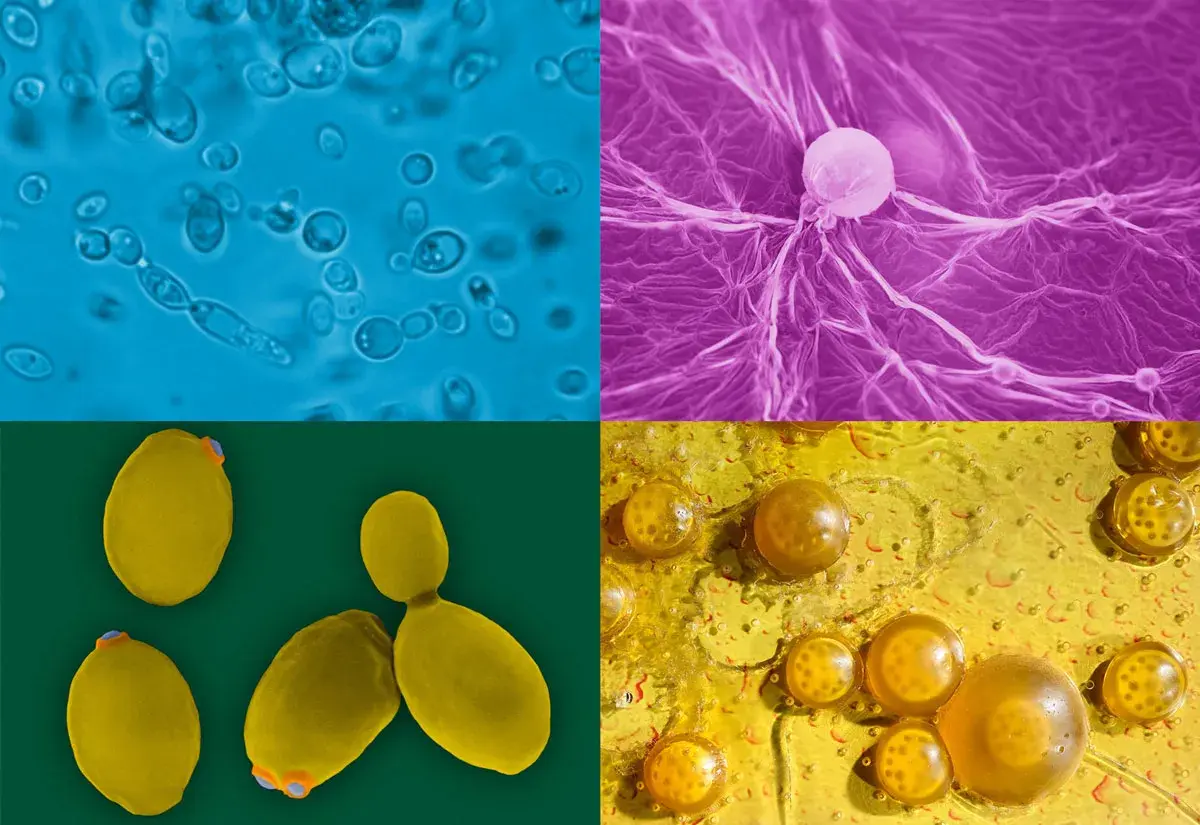Quatre vues microscopiques de levure sauvage : cellules bleues, filaments violets, levures jaunes et bulles dorées.