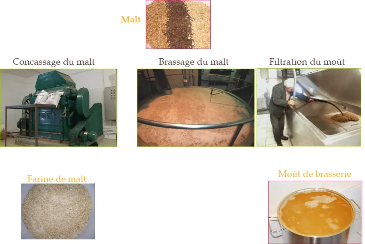 Le malt frais est concassé, brassé, puis filtré pour obtenir le moût de brasserie.