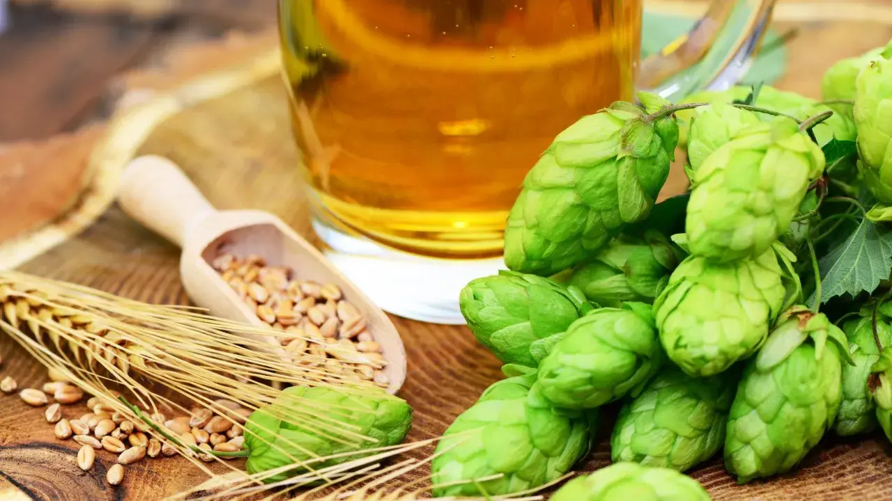 Verre de bière dorée près de cônes de houblon frais, de blé et d'une cuillère en bois remplie de grains. La plante de houblon est essentielle à la bière.