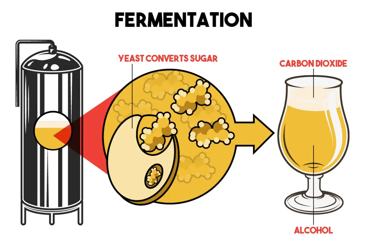 Le processus de fermentation : la levure transforme le sucre en alcool et dioxyde de carbone, créant une bière pétillante.