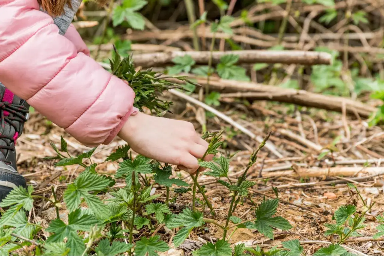 Main d'enfant cueillant une pousse de houblon dans la nature.