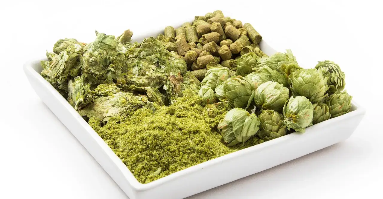 Un plat blanc pr&eacute;sente diff&eacute;rentes formes de houblon : des c&ocirc;nes entiers, de la poudre verte et des granul&eacute;s. Ces ingr&eacute;dients sont essentiels &agrave; la fabrication de la bi&egrave;re.