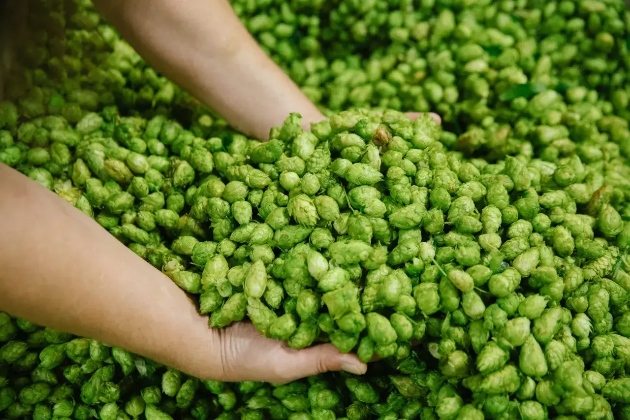 Mains tenant une poign&eacute;e de houblon, plante essentielle &agrave; la bi&egrave;re. Ces c&ocirc;nes verts promettent une belle r&eacute;colte.