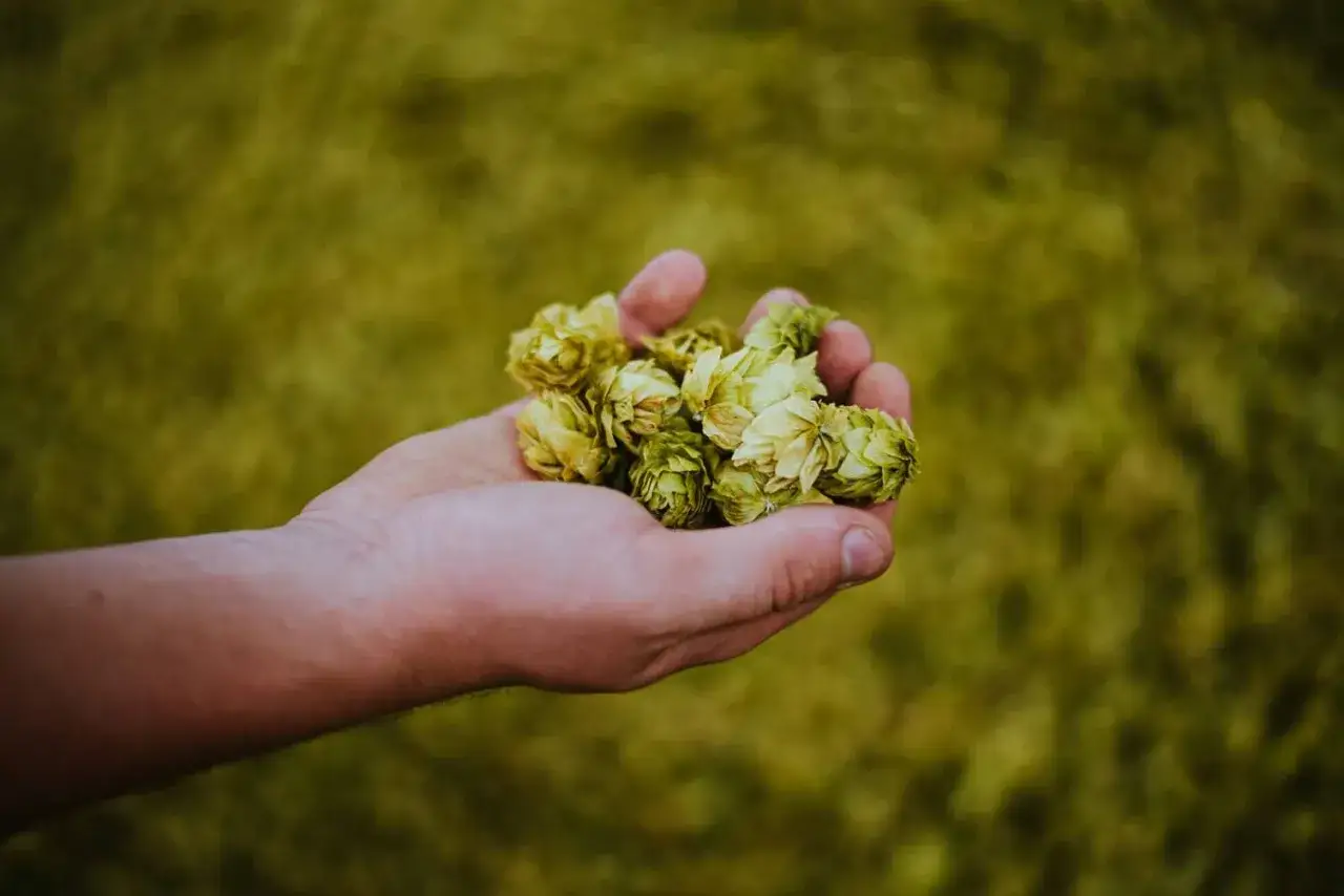 Une main tient une poign&eacute;e de c&ocirc;nes de houblon Citra, pr&ecirc;ts pour la brasserie.