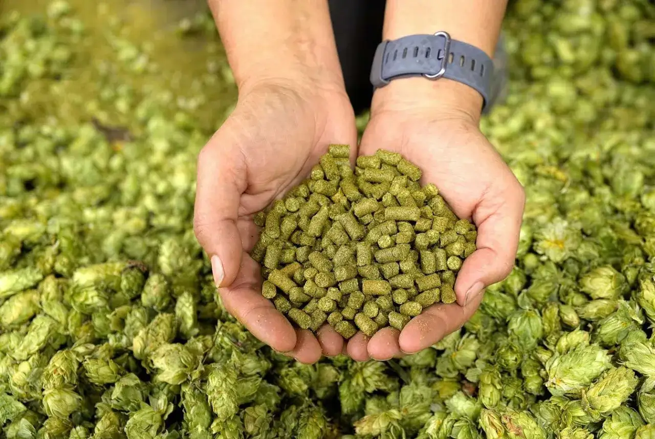 Mains tenant une poignée de granulés de houblon, sur un lit de cônes de houblon frais.