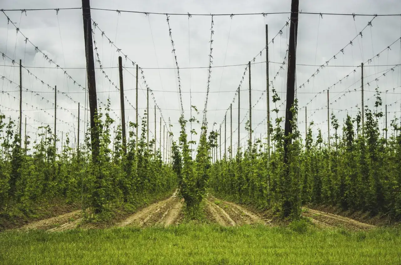 Champ de houblon en pleine croissance, avec des rang&eacute;es de plantes grimpantes sur des piquets. Id&eacute;al pour savoir quand planter le houblon.