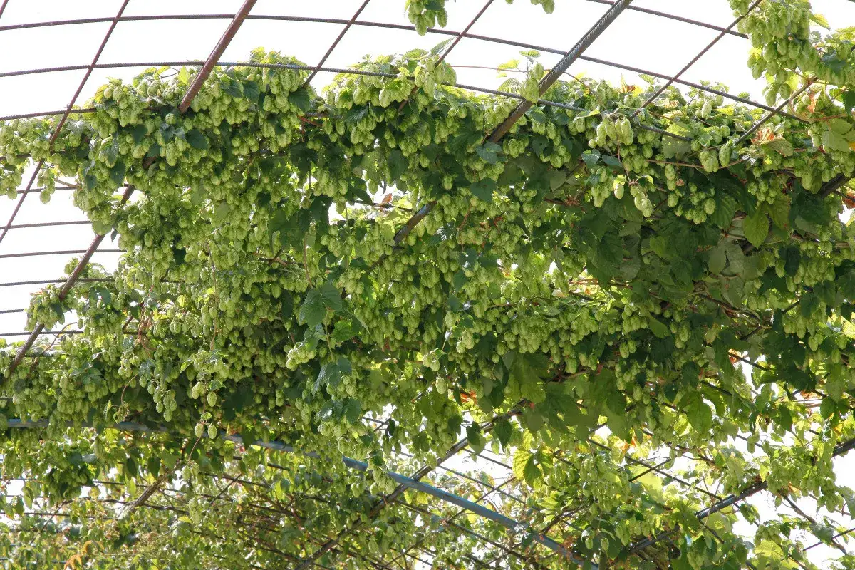 Une houblon pergola luxuriante, couverte de cônes verts, offre une ombre naturelle.